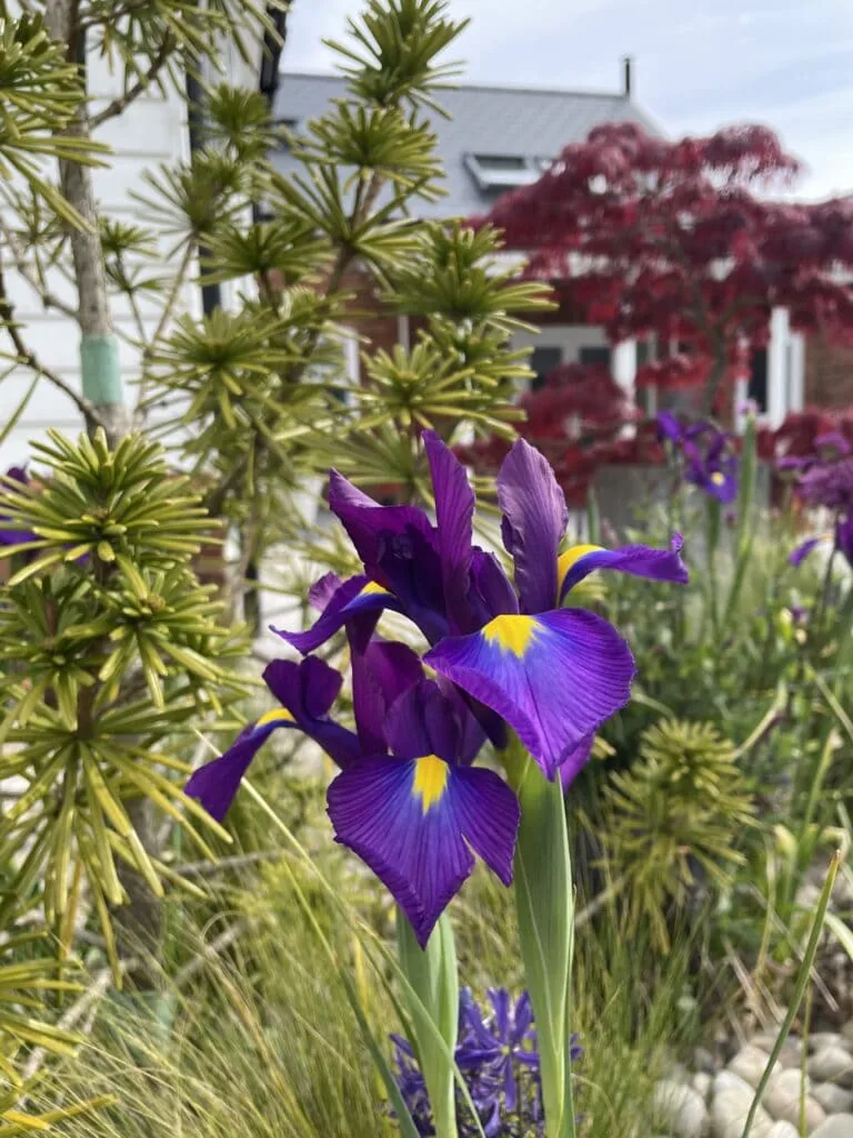 Iris